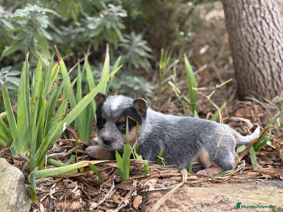 Boyero de Australia perros en venta: Australian cattle dog - Anuncio 2