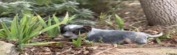 Boyero de Australia perros en venta: Australian cattle dog - Anuncio 2