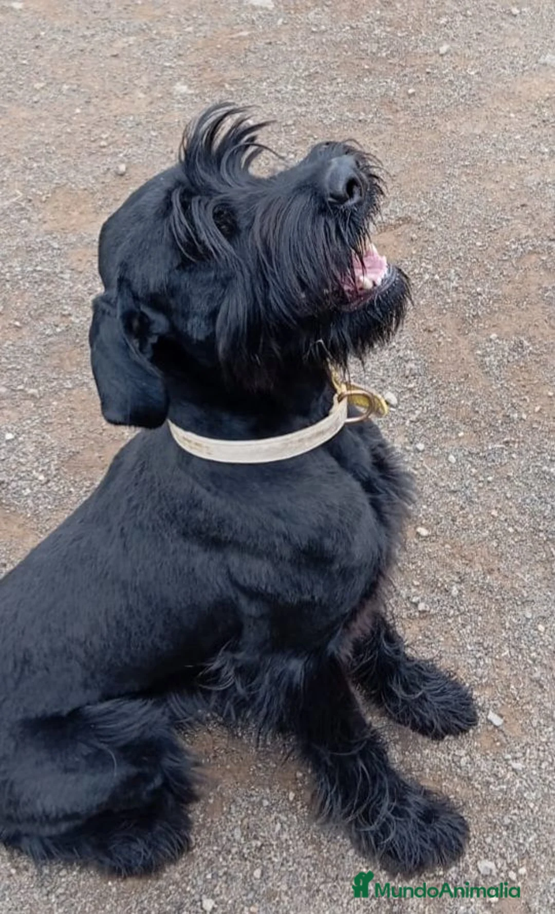 Schnauzer Gigante perros en venta: SchnauzerGiganteNegro - Anuncio 2