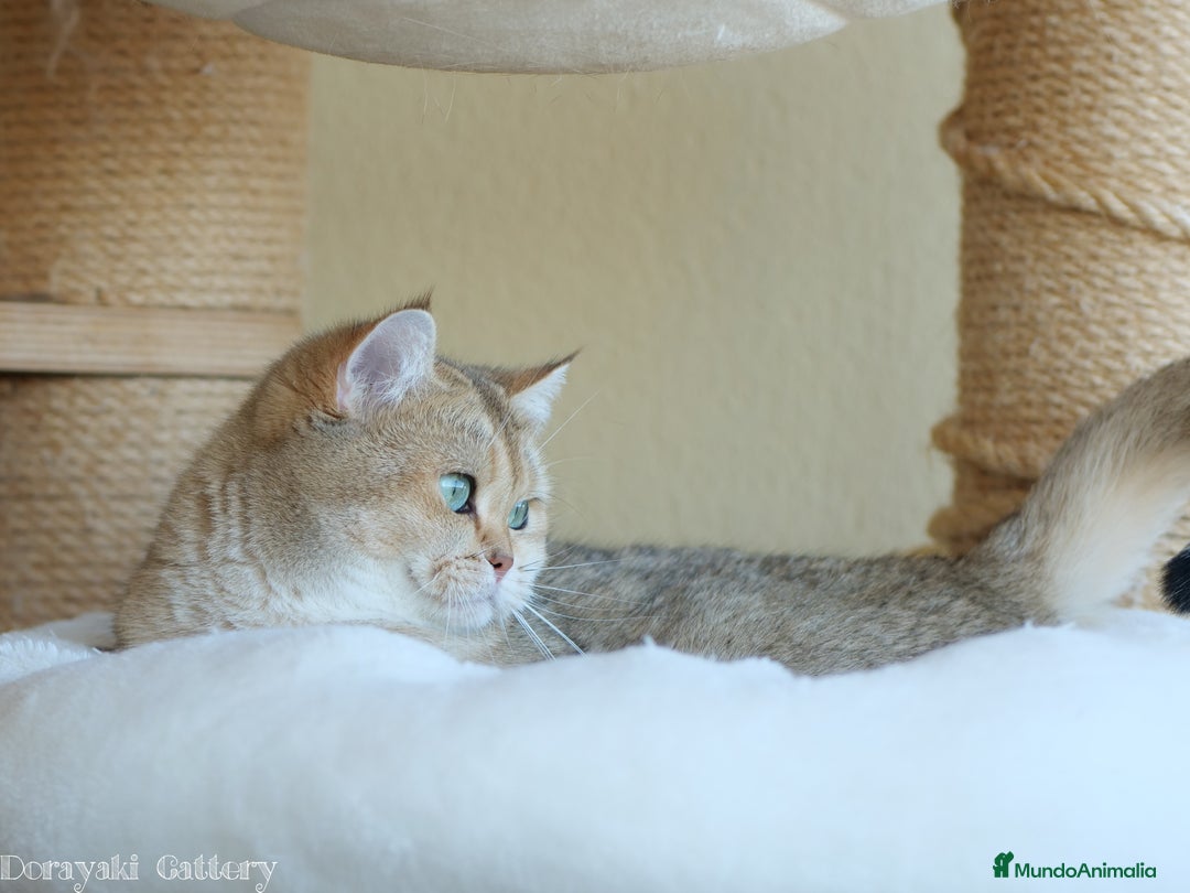 Británico de Pelo Corto gatos en adopcion: British shorthair black golden shaded - Imagen 2