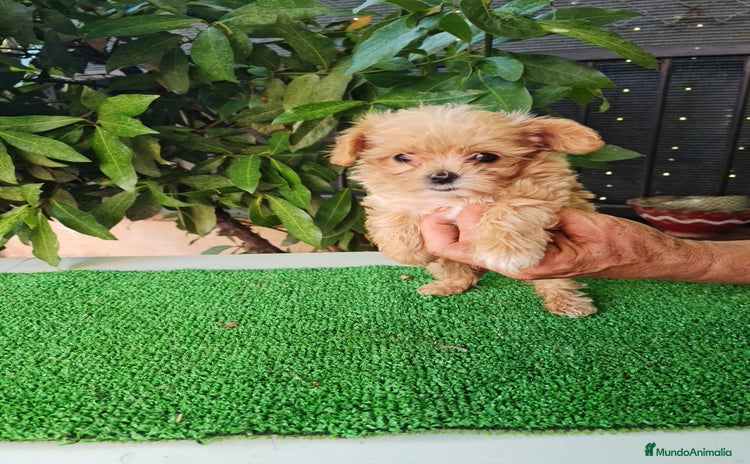 Maltipoo perros - Propaganda 1
