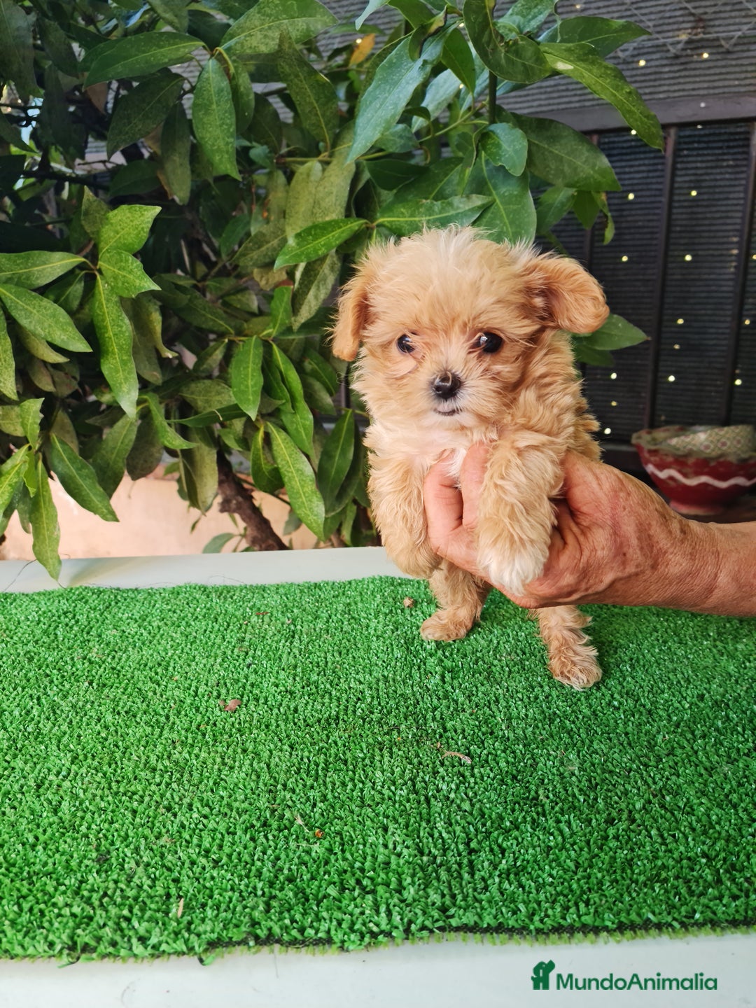 Maltipoo perros en venta: Maltipoo - Imagen 1