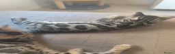 Bengalí gatos en venta: PRECIOSO GATITO BENGALÍ LISTO PARA ENTREGAR  - Anuncio 5