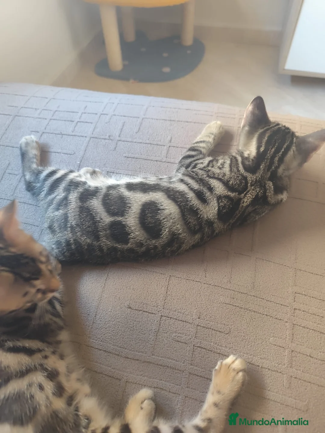 Bengalí gatos en venta: PRECIOSO GATITO BENGALÍ LISTO PARA ENTREGAR  - Anuncio 5