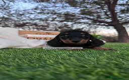 Teckel Miniatura perros en venta: INCREIBLES TECKEL NEGRO FUEGO - Imagen 2