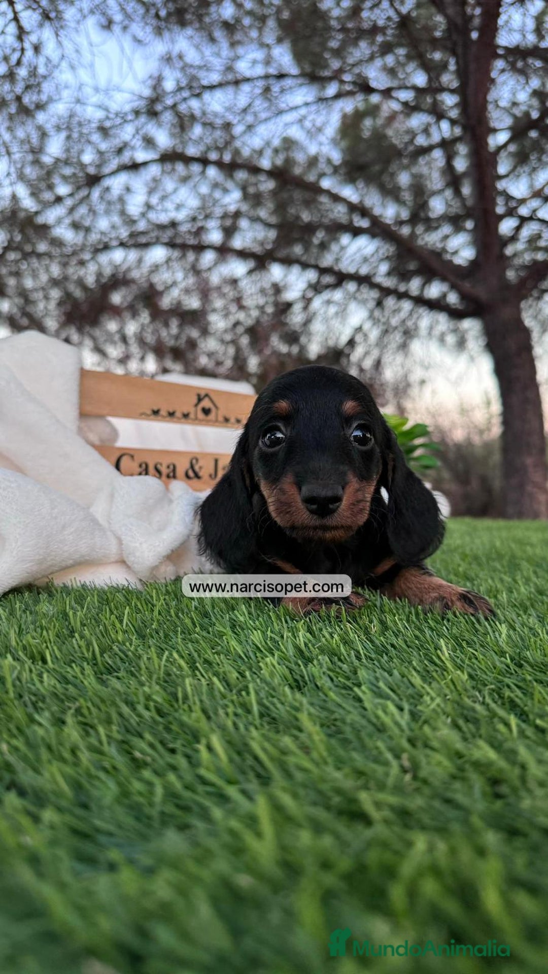 Teckel Miniatura perros en venta: INCREIBLES TECKEL NEGRO FUEGO - Imagen 2