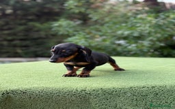Teckel Miniatura perros en venta: Teckel kanichen macho negro fuego  - Imagen 2