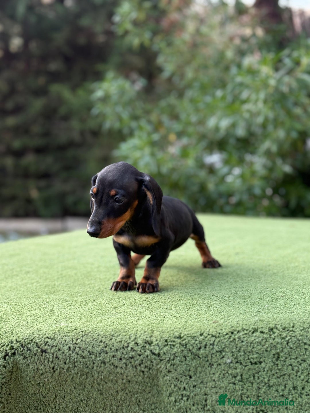 Teckel Miniatura perros en venta: Teckel kanichen macho negro fuego  - Imagen 2