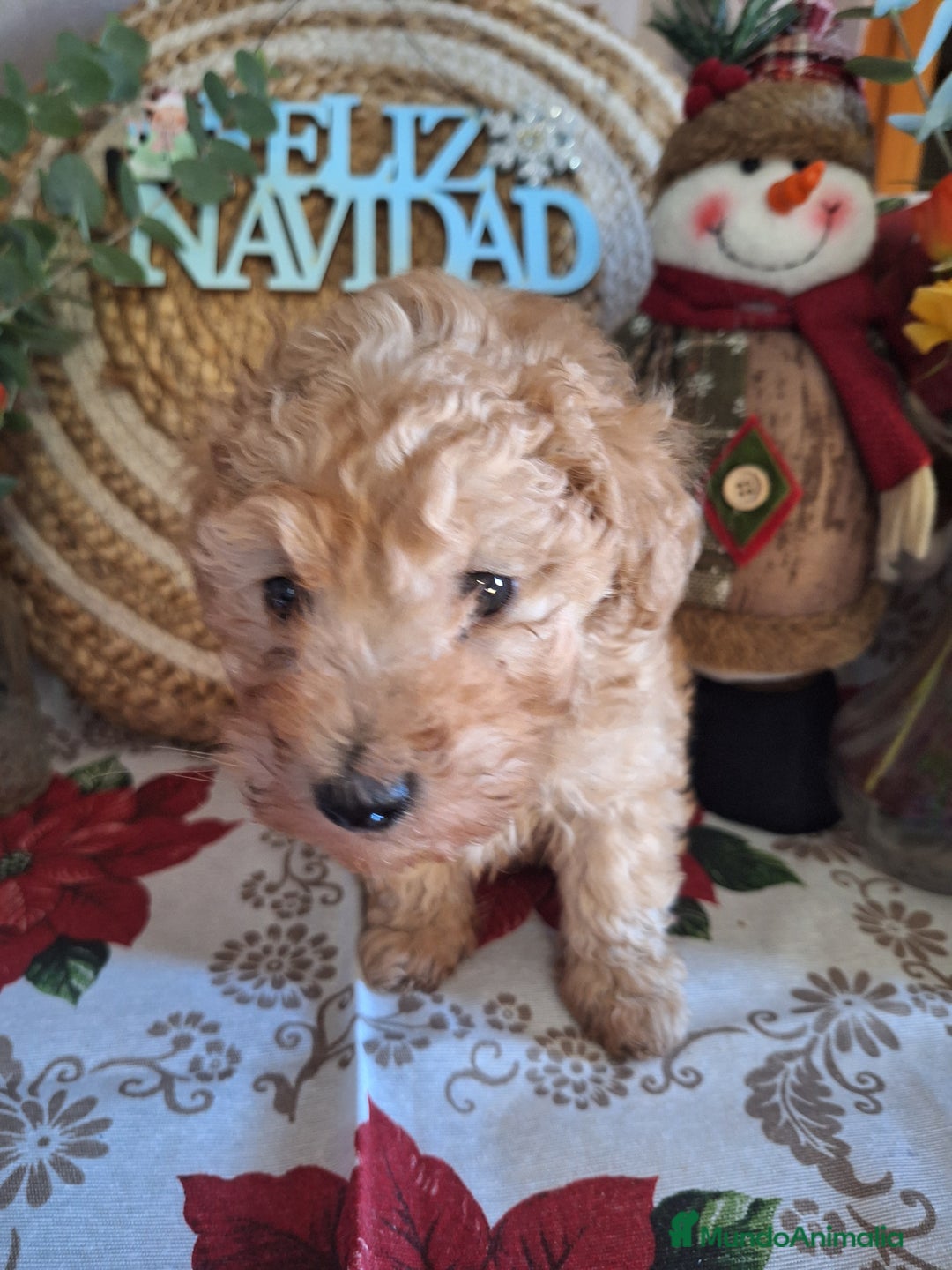 Caniche Toy perros en venta: CANICHE TOY - Anuncio 4