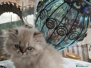 Persa gatos Macho Persa en Madrid - Anuncio 4