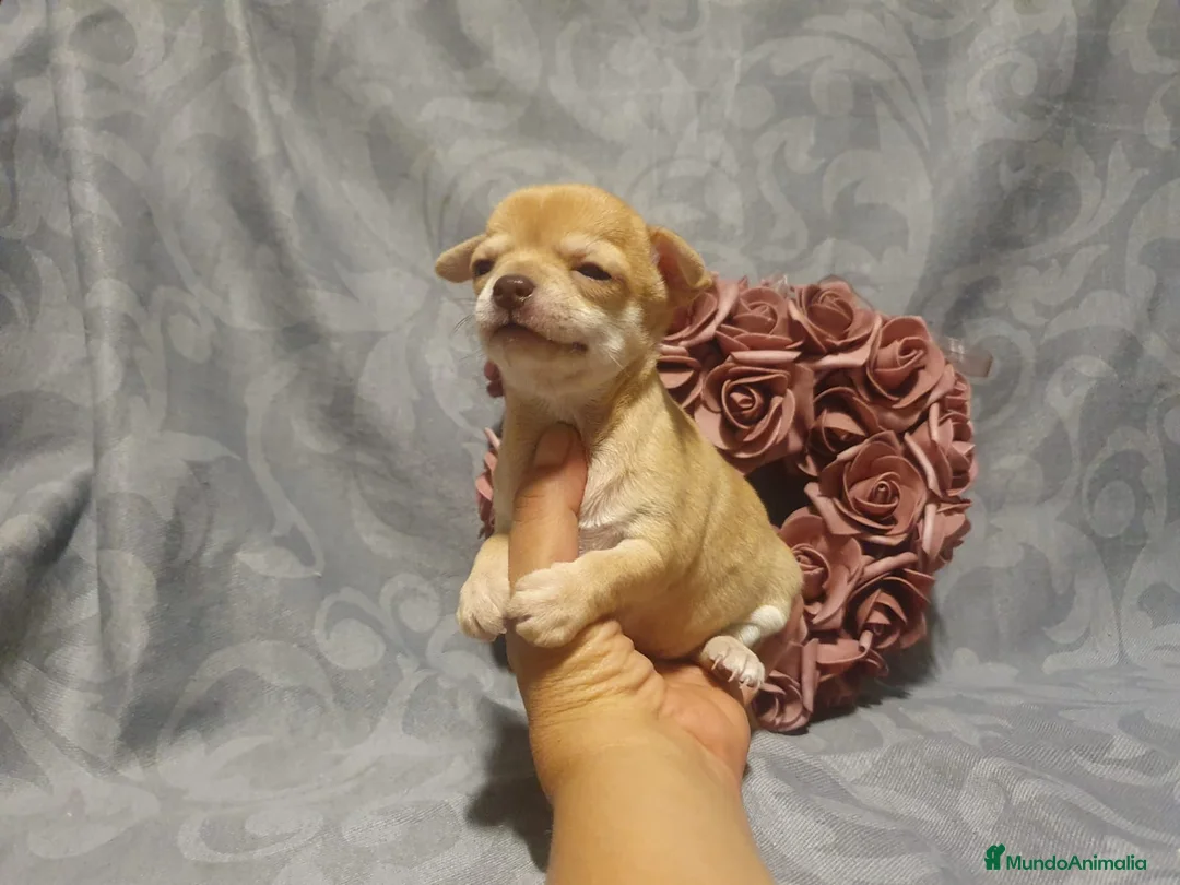 Chihuahua perros en venta: vvvvvvvv - Anuncio 2