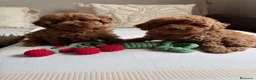 Caniche Toy perros en venta: Caniche Toy Macho y Hembra !!! - Anuncio 2