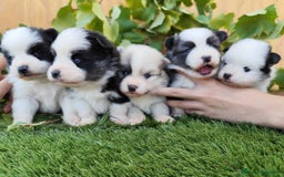 Raza Mixta perros en venta: Mini bordercollie ( borderpom) - Imagen 4