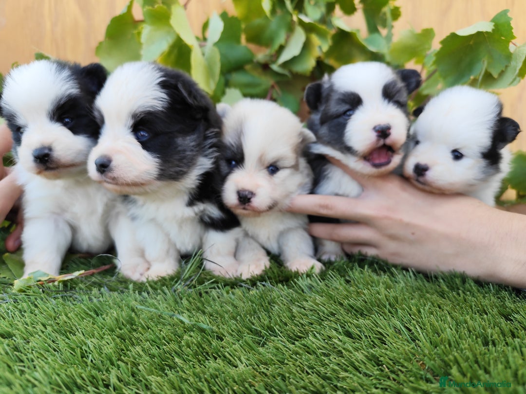 Raza Mixta perros en venta: Mini bordercollie ( borderpom) - Imagen 4