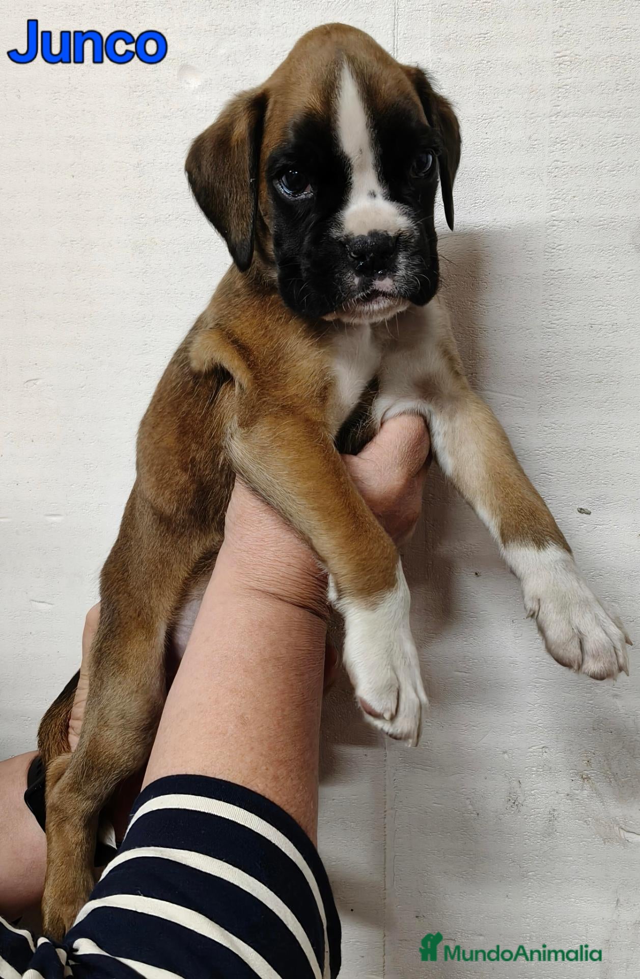 Boxer perros Camada " J " del Pimpanón  - Anuncio 1