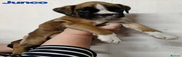 Boxer perros en venta: Camada " J " del Pimpanón  - Anuncio 18