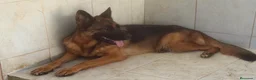 Pastor Alemán perros en venta: Cachorros pastor alemán Pedigree excelente  - Anuncio 15