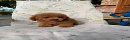 Caniche Toy perros en venta: Excelente caniche toy - Anuncio 3