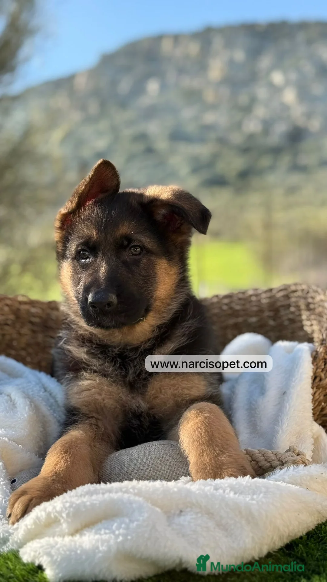 Pastor Alemán perros en venta: PASTOR ALEMAN MACHO - Anuncio 2