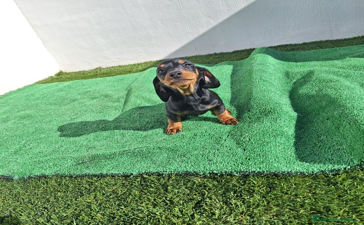 Teckel Miniatura perros TECKEL MINIATURA  - Anuncio 6