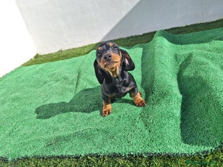 Teckel Miniatura perros TECKEL MINIATURA - Anuncio 6