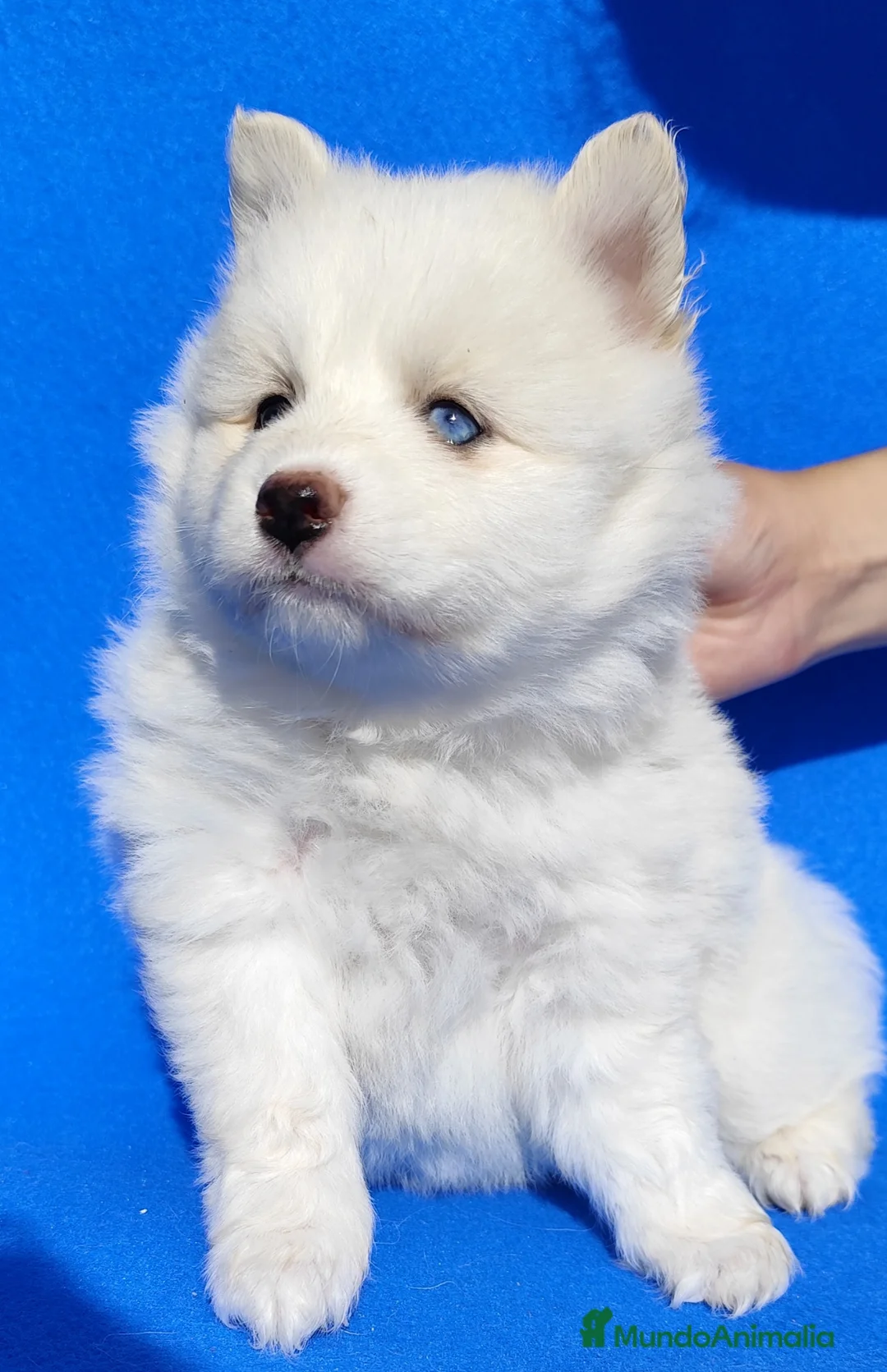 Pomsky perros en venta: Pomsky  - Anuncio 3