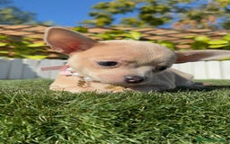 Chihuahua perros en venta: CHIHUAHUA HEMBRA - Anuncio 2