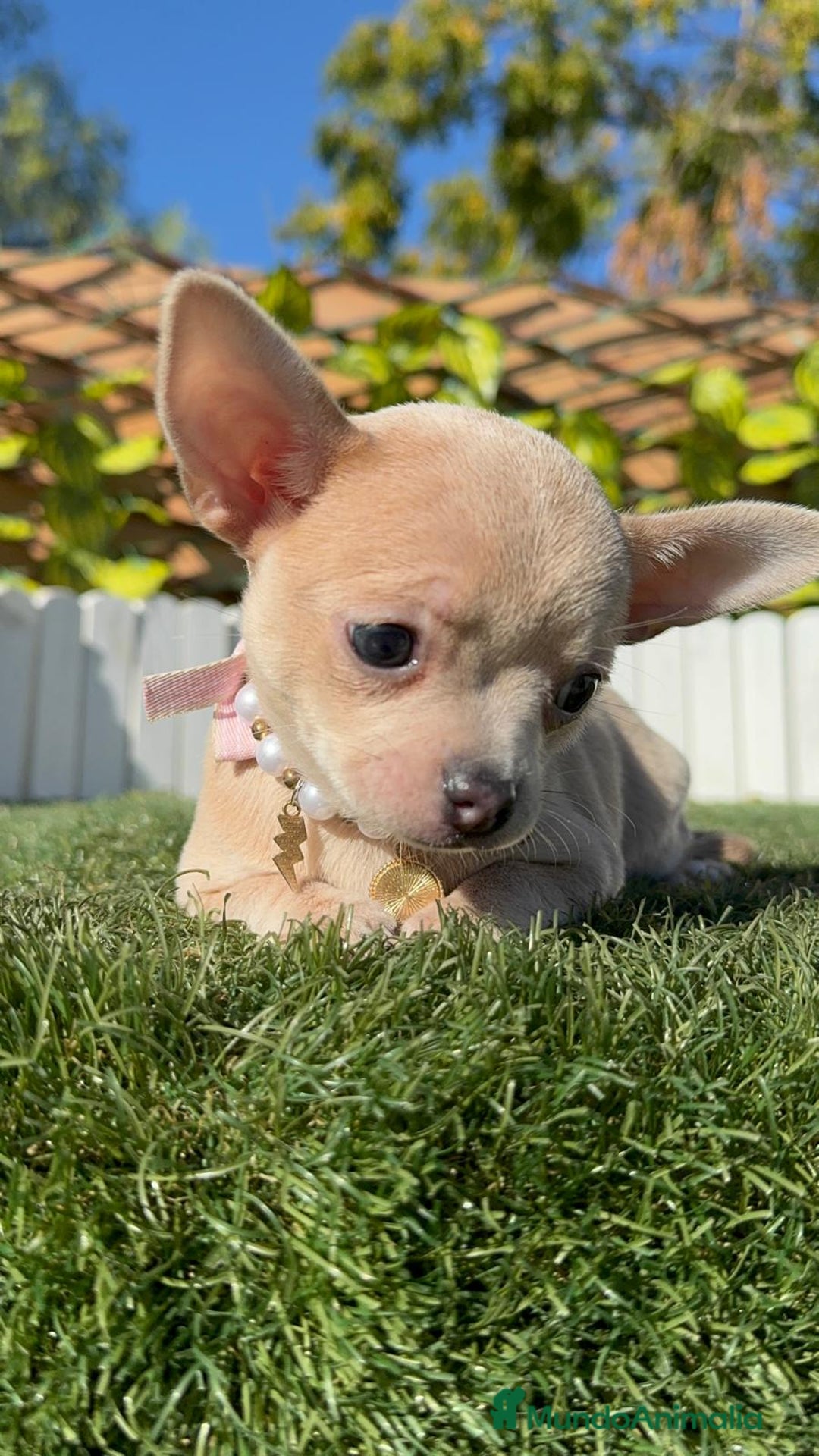 Chihuahua perros en venta: CHIHUAHUA HEMBRA - Anuncio 2