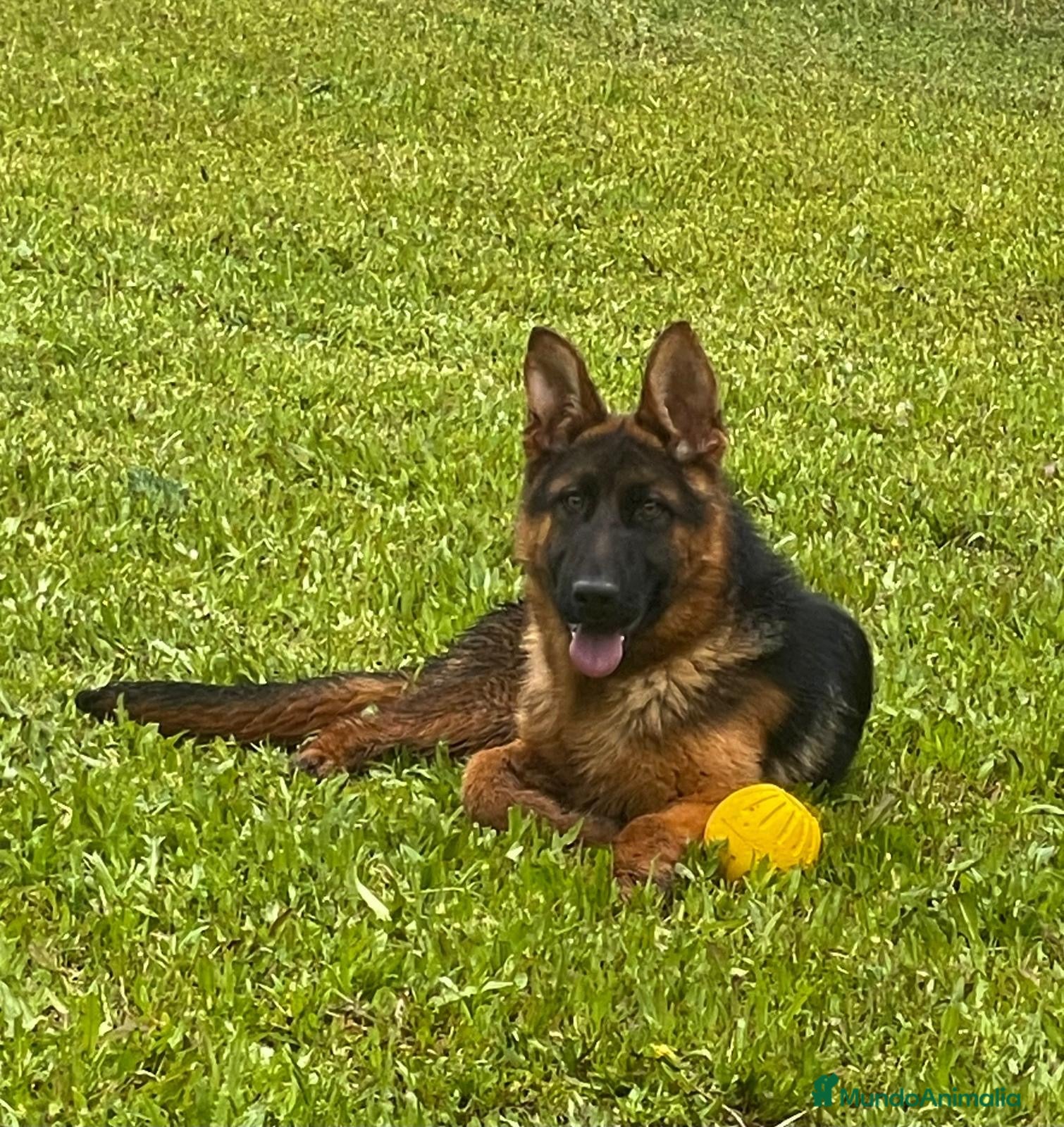 Pastor Alemán perros PASTOR ALEMAN MACHO - Anuncio 2