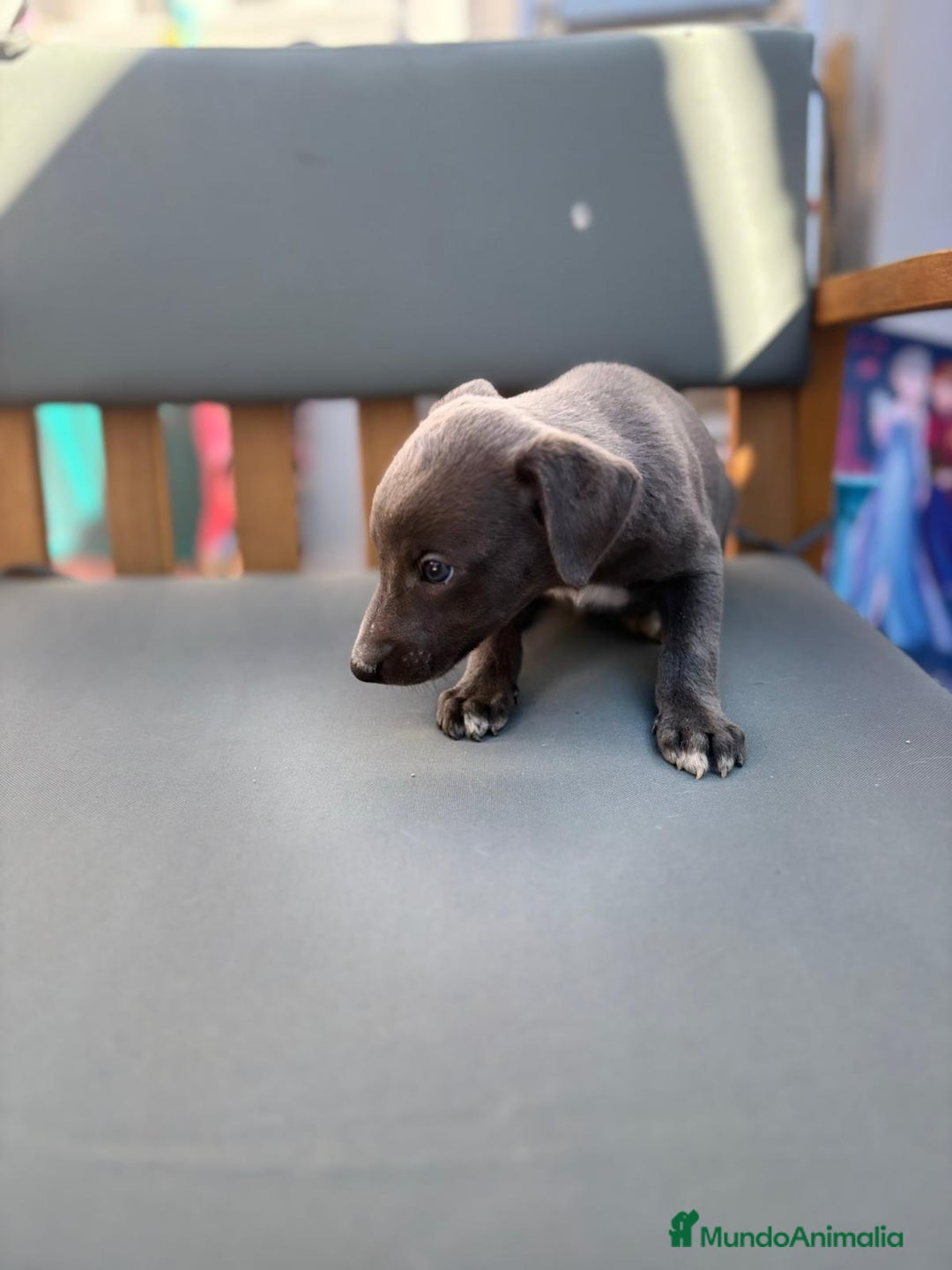 Whippet perros en venta: Whippet VERDINO  - Imagen 4