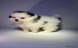 Pomerania perros en venta: MINI POMERANIA ÚNICOS  - Anuncio 1