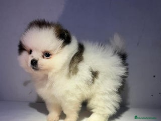 Pomerania perros MINI POMERANIA ÚNICOS - Anuncio 1