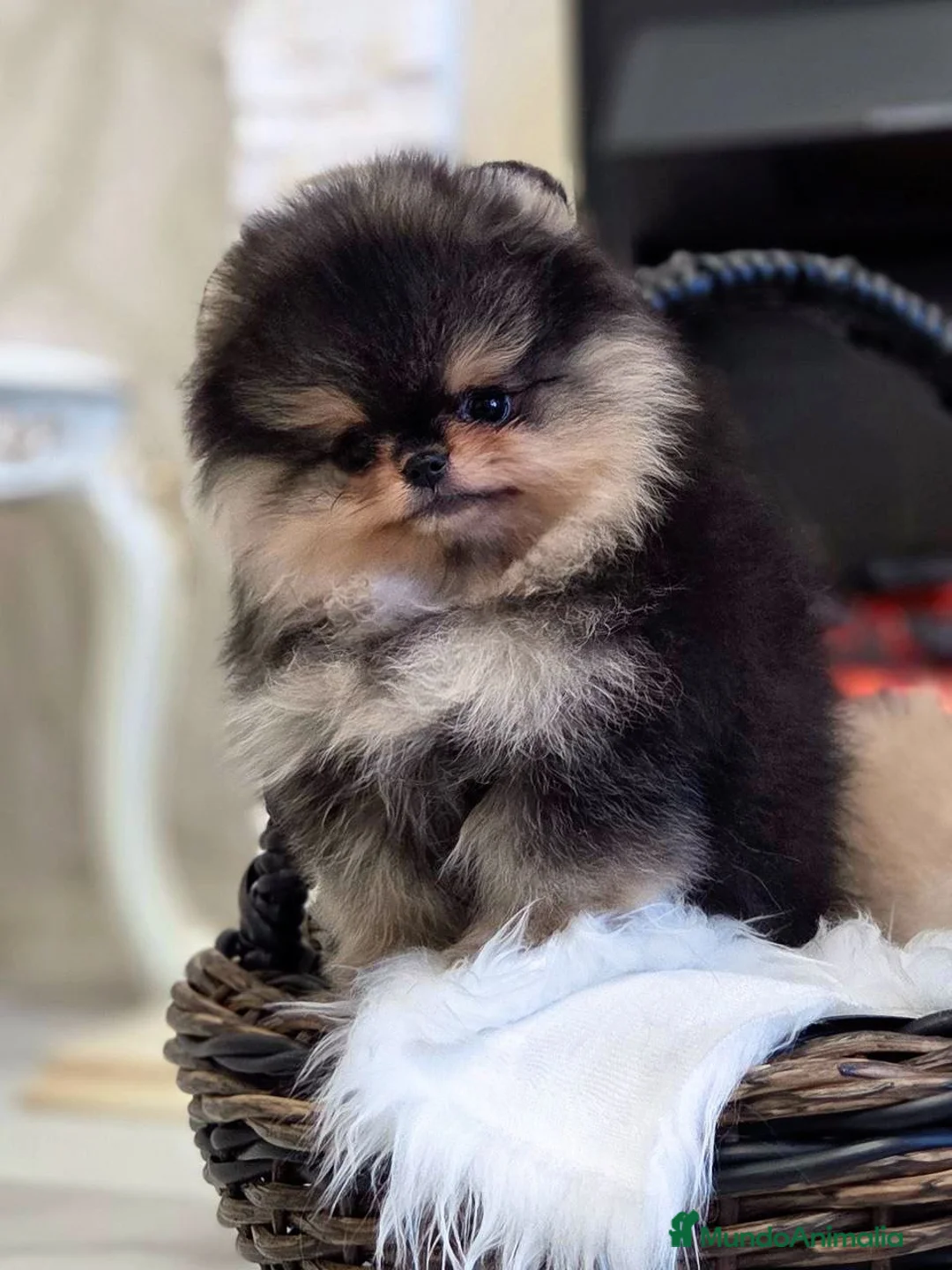 Pomerania perros en venta: Cachorros de Pomerania - Anuncio 1