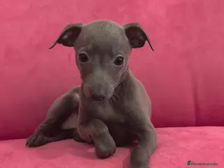 Pequeño Lebrel Italiano perros Piccolo Galgo Italiano Pequeño lebrel - Anuncio 2