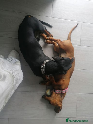 Imagen de galería {{count}}