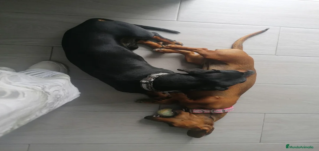 Imagen de galería {{count}}