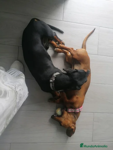 Imagen de galería {{count}}