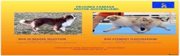 Pastor Australiano perros en venta: Maravillosa camada de Pastor australiano. - Anuncio 2