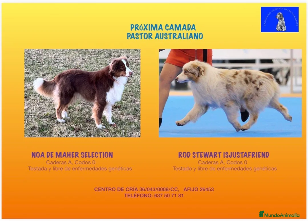 Pastor Australiano perros en venta: Maravillosa camada de Pastor australiano. - Anuncio 2