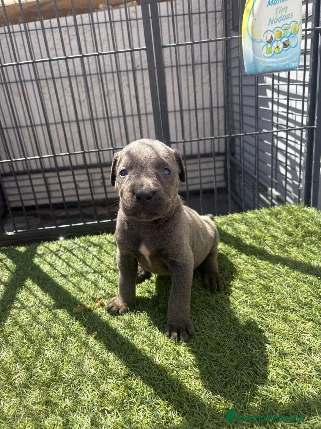 Cane Corso perros en venta: Cane Corso 3 Machos - Anuncio 4