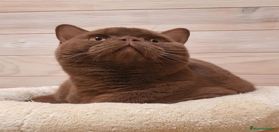 Imagen de galería {{count}}