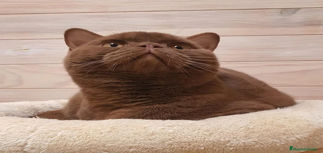 Imagen de galería {{count}}