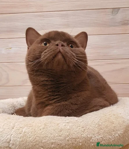 Imagen de galería {{count}}