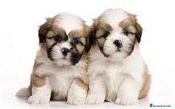 Shih Tzu perros en venta: Tierno bebé de cachorrito de Shih Tzu - Imagen 1