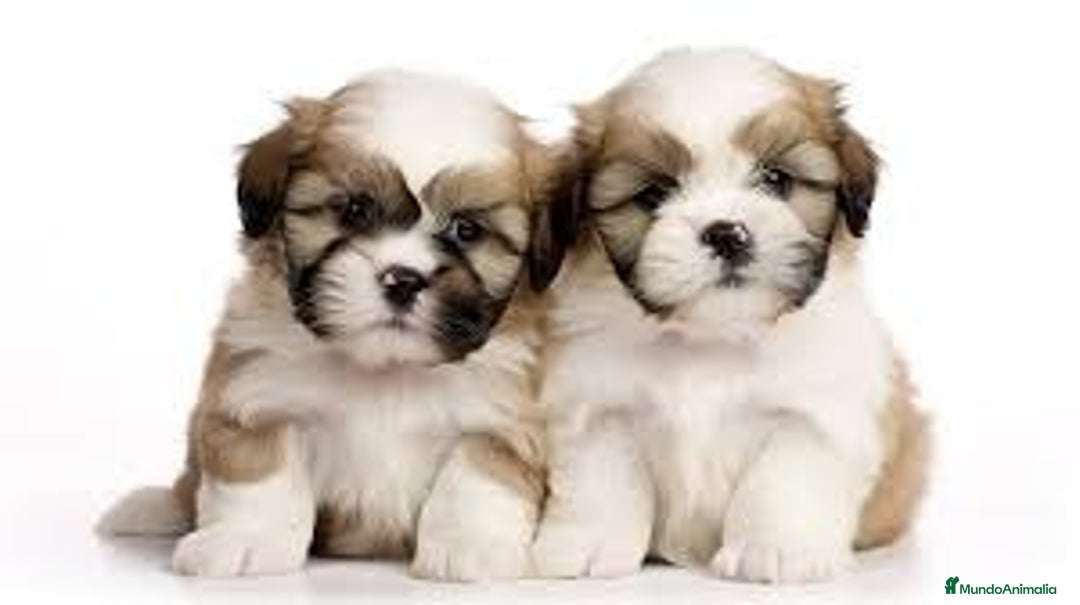 Shih Tzu perros en venta: Tierno bebé de cachorrito de Shih Tzu - Imagen 1