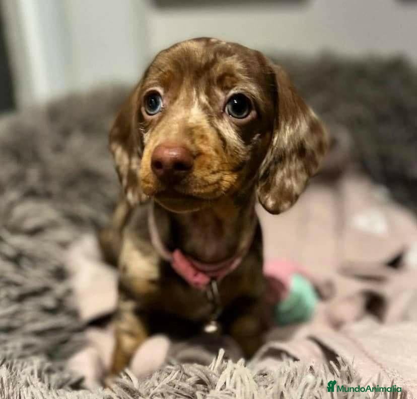 Teckel perros TECKEL MINIS ///// PUPPIES  - Anuncio 39