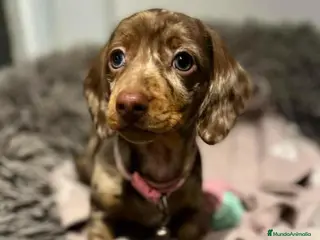 Teckel perros TECKEL MINIS ///// PUPPIES - Anuncio 26