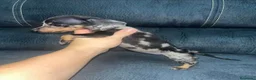 Teckel Miniatura perros en venta: Teckel kanichen  - Anuncio 4