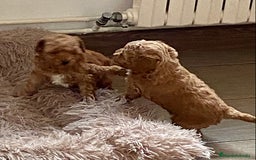 Caniche Enano perros en venta: Caniche enano - Imagen 7
