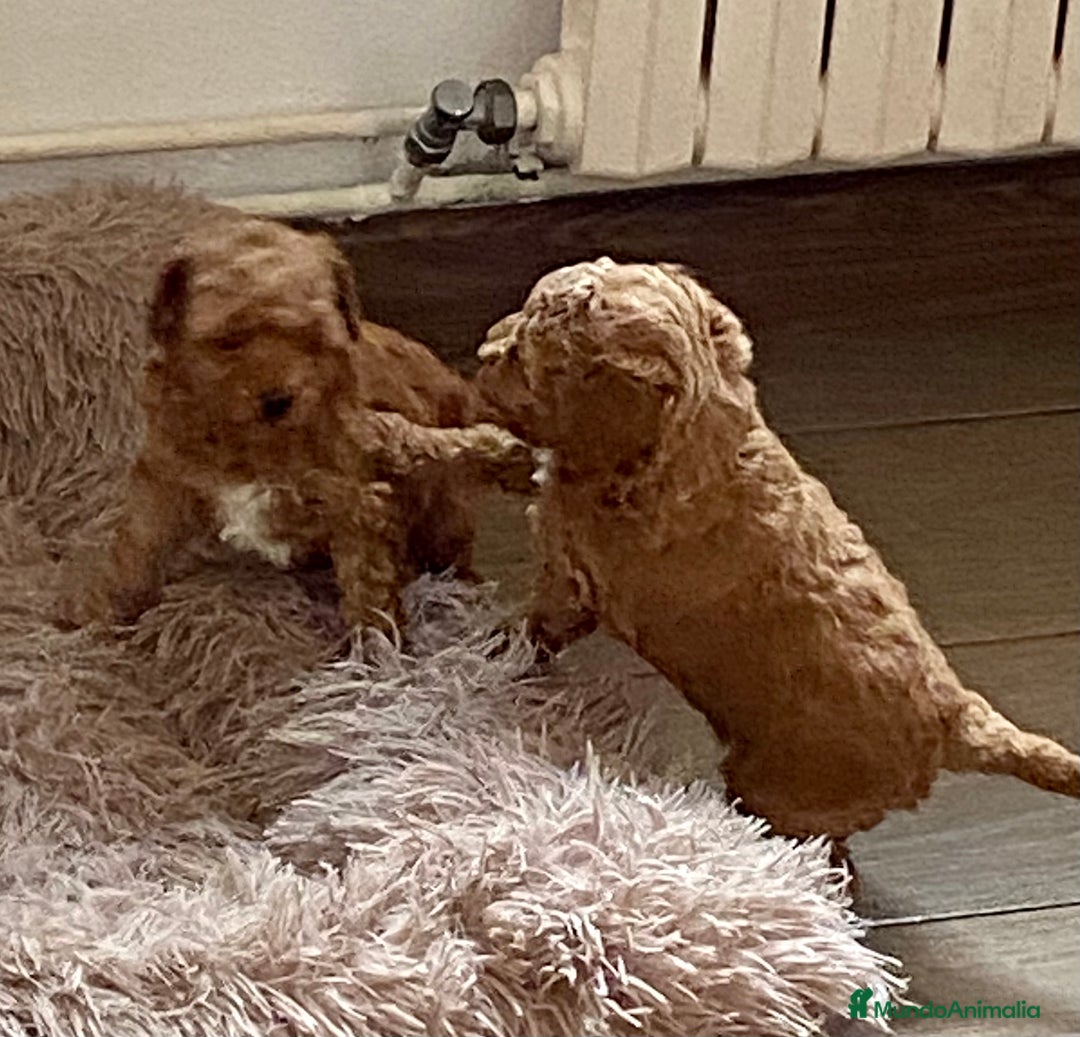 Caniche Enano perros en venta: Caniche enano - Imagen 7